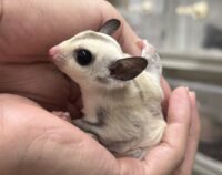 プラチナベビー♀（プラチナ×リューシスティック）超懐っこいです♪の画像9