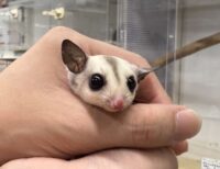 プラチナベビー♀（プラチナ×リューシスティック）超懐っこいです♪の画像10