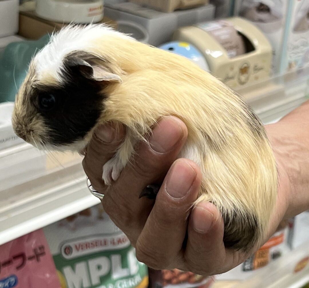 クレステッドモルモットべビー♂の画像4