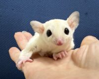 フクロモモンガの画像6