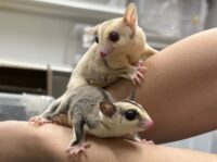 フクロモモンガヤング　クリミノ♂×ホワイトフェイス♂の画像6