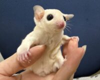 フクロモモンガの画像8