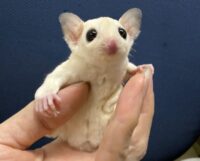 フクロモモンガの画像7