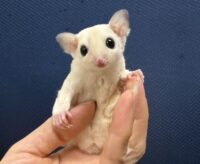 フクロモモンガの画像1