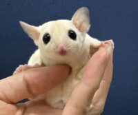 フクロモモンガの画像2