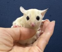 フクロモモンガの画像9