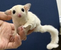 フクロモモンガの画像3