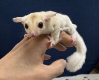 フクロモモンガの画像7