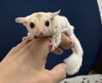 フクロモモンガの画像1