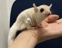 フクロモモンガの画像2