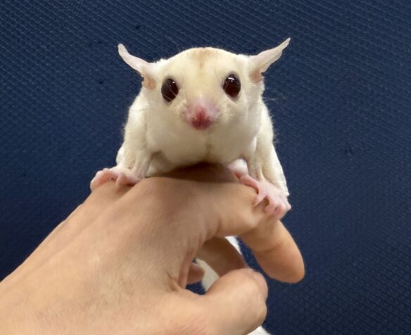 フクロモモンガのメイン画像