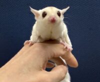 フクロモモンガの画像6