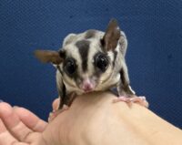 フクロモモンガの画像1