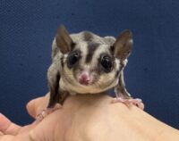 フクロモモンガの画像5