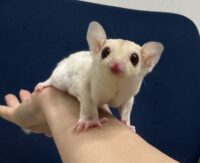 フクロモモンガの画像9