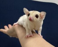 フクロモモンガの画像3