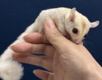 フクロモモンガの画像11