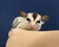 フクロモモンガの画像2