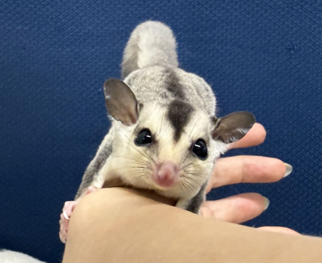 フクロモモンガのメイン画像