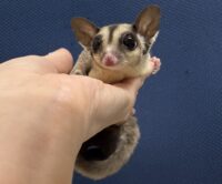 フクロモモンガの画像5