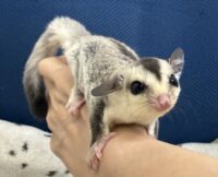 フクロモモンガの画像5