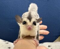 フクロモモンガの画像6