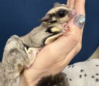 フクロモモンガの画像3