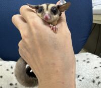 フクロモモンガの画像9