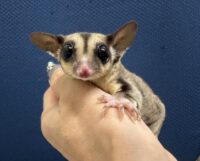 フクロモモンガの画像10