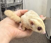 フクロモモンガの画像5