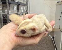 フクロモモンガの画像6