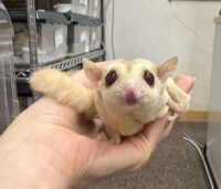 フクロモモンガの画像1
