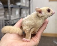 フクロモモンガの画像3