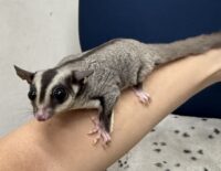 フクロモモンガの画像9
