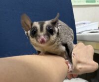 フクロモモンガの画像7