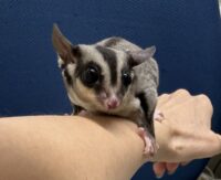 フクロモモンガの画像4