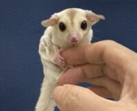 フクロモモンガの画像3