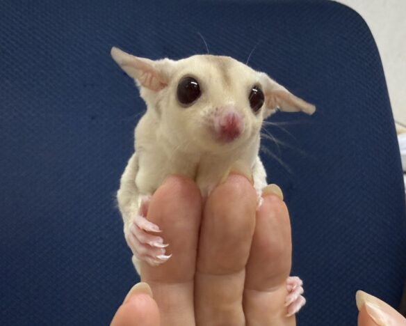 フクロモモンガのメイン画像