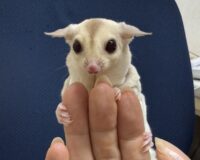 フクロモモンガの画像10