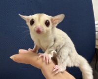 フクロモモンガの画像1