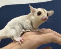 フクロモモンガの画像5