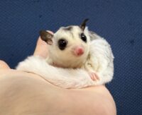 フクロモモンガの画像5
