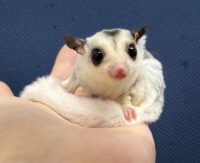 フクロモモンガの画像1