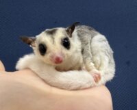 フクロモモンガの画像3