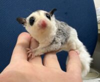 フクロモモンガの画像4