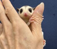 フクロモモンガの画像2