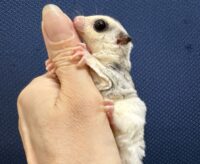 フクロモモンガの画像8