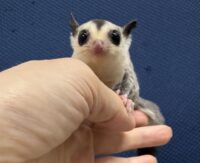 フクロモモンガの画像5