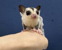 フクロモモンガの画像1