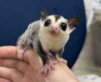 フクロモモンガの画像3